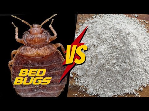 Does Diatomaceous Earth REALLY work for Bed Bugs? [COMPLETE Tutorial]