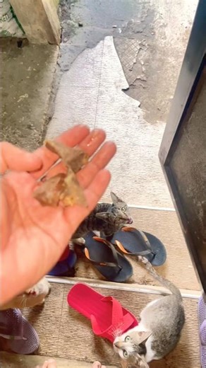 #catshorts #catfeeding