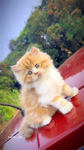 Cute kitty 🫶❤️ | Cat videos | Cat for life | Persian cats for life | Cat meowing | Cat sound #cat