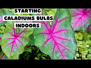 Starting CALADIUMS Tubers Indoors // planting CALADIUM bulbs in containers 🌸 growing caladiums 🍀