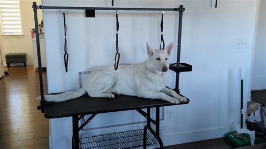 Watch 47'' Foldable Dog Grooming Table for Large Dogs on Amazon Live