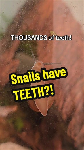 Fun Snail Mouth and Eating Facts Revealed!