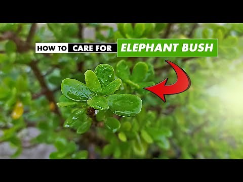 How to care for Elephant Bush