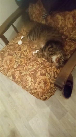 #chat #cat #chaton #kitten #cute #pets #funny #animals #love #animaux #mignon