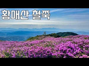 황매산 철쭉을 한적하게 제대로 즐기는 방법 | 철쭉 개화 상황 | 모산재, 감암산
