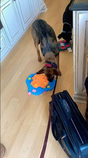 Puppy puzzles are pretty entertaining to watch