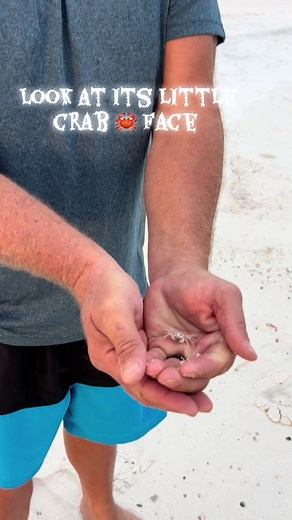 Gulf Shores wittle crab 🦀! He’s so cute. My husband, not the crab 😂 #crab #gulfshores #fyp