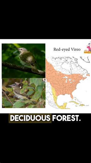 Meet the Red-eyed Vireo. A lively songbird known for its bright red eyes, nonstop singing, and fascinating migratory journey! Watch the full video now on my YouTube channel! #RedEyedVireo #BirdIdentification #MarksBackyardBirds #VireoBirds #Backyardbirds | Backyard Bird Center