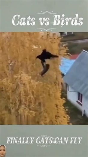 finally cats can fly 😅🐕