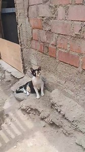 39 reactions · 12 shares | #Gatos Encontré estos gatos en Ensenada chiquitos . Los van votar por que no pueden hacerse cargo la vecina. Yo menos puedo tenerlos mis perros ya se los comerían pero pero pueden ayudarme con adoptarlos y yo se los entrego  Teléfono 934 260 333 Jenniferp Mo | Jenny - Guardianes Perrunos mestizos abandonados. | Facebook