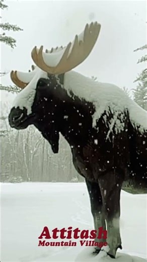 Fresh December Snowfall in the White Mountains ❄️✨