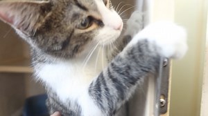 Penny is a very sweet three month old female kitten who is good with children and other cats. She is litter box trained. Was a delightful personality. Up for adoption at the TLC Animal Shelter 13016 W 151st st in Homer Glen IL 60491 | Tender Loving Care Animal Shelter