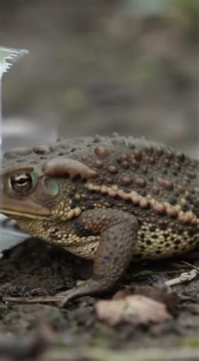 Toad Trapped in a Plastic Bottle 🐸💔