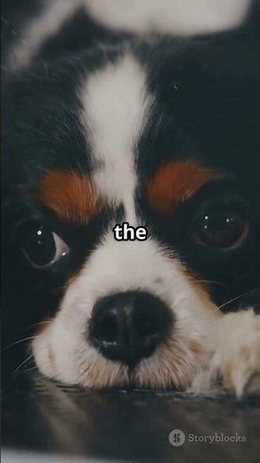 Top 5 Medium Sized Dogs Perfect for Apartments!