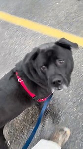 Alright, friends. This is Kolby and he has a perma-concerned look. He’s basically a concerned bear cub. Kolby is super smart and recently took part in a training session with a staff person and he did fantastic! Learning to walk next to a person and being able to ignore stimuli, that might otherwise trigger a reaction, is a real skill. Look how Kolby frequently “checks in” with his handler and gets rewarded (they don’t get treats every single time, once they start consistently performing the ski