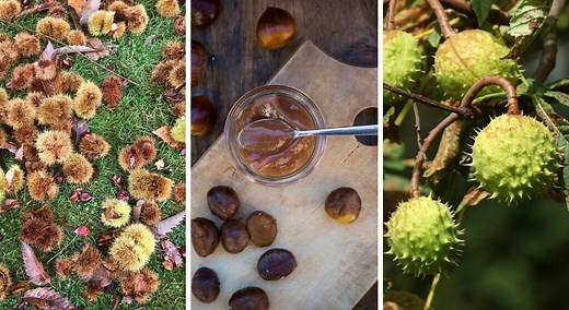 Marron ou châtaigne : ces fruits se ressemblent mais l’un peut être toxique, voici comment ne plus jamais les confondre