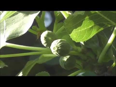Growing the Brown Turkey Fig Tree