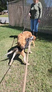 8.7K views · 222 reactions | ***ADOPTED*** Our shy boy hound...