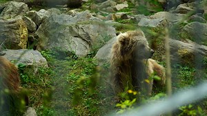 Download Himalayan Brown Bear in zoo for free