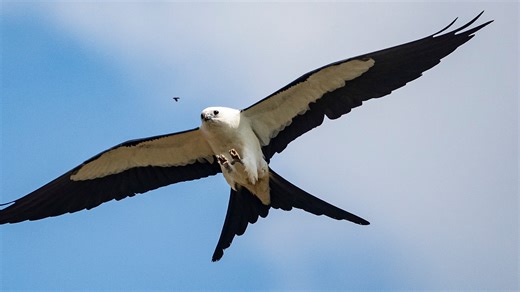 Swallow-tailed kite: What to know