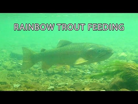 Large Rainbow Trout Feeding Underwater Relaxing Nature