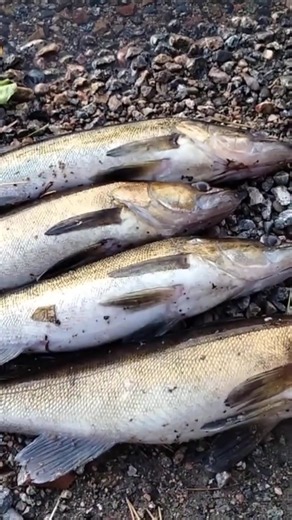 GOOD BUNCH OF ZANDER. @Pastoroutdoors #zanderfishing #keeperfish