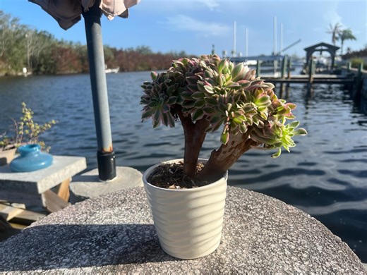 Crested Aeonium Sunburst, Crested Copper Pinwheel - Etsy