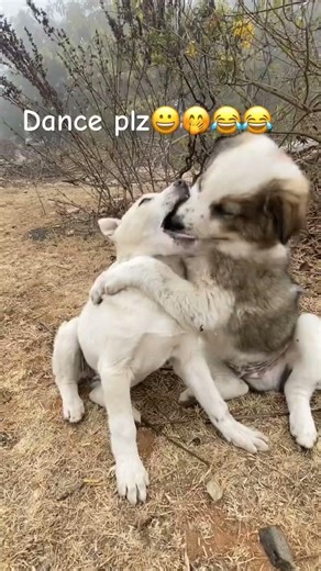 🤭🔥😂#fu #funny #vairalvideo #comedy #love #youtubeshorts #dogshorts #trendigshorts