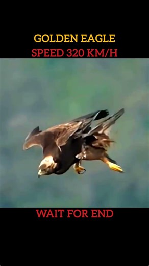 Fastest Birds in the World #fastestbird #fastestanimal #trending #shorts