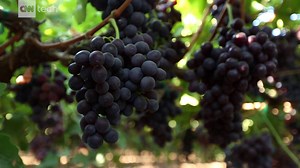 8.6K views · 178 reactions | This high-tech farm grows veggies in a warehouse. | CNN Business | Facebook