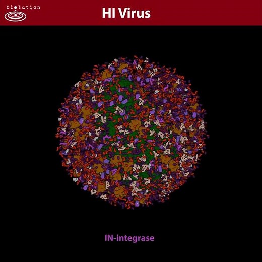 HIV components