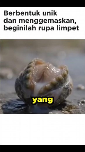 This is what a limpet looks like #science #biology #fauna #cuteanimals #sea