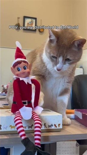 In Cat World, it’s more like elf off the shelf 😸 #catshorts #elfontheshelf #cute #funny