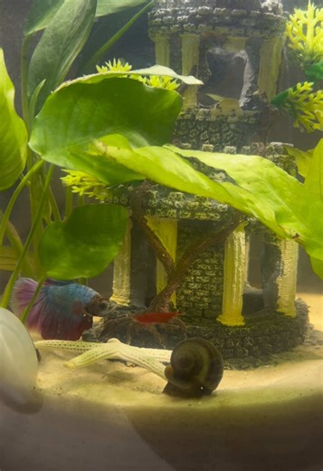 Just a little ol’ snail minding his own business. 🥰 #snail #betta #bettafish #cherryshrimp #bettatok