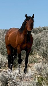 Bay mustang stallion in SE Oregon we know as “Mahogany”. He was an orphan when we first met fall of 2015. Nice to see him again. #mustang #wildhorses #canonphotography #wildlifephotography | Wild Horses
