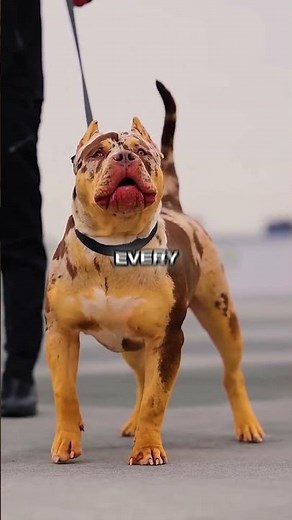 5 Things You Must Know Before Getting a Pit Bull