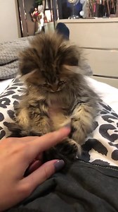 73K views · 3.8K reactions | Aww so fluffy  | Wonderful Cats | Facebook