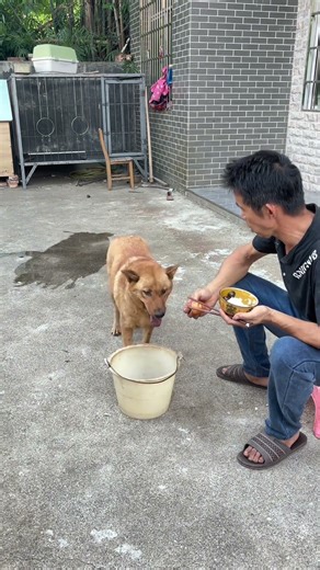 Oh, Huang is so particular! 😂 The joy of raising dogs.