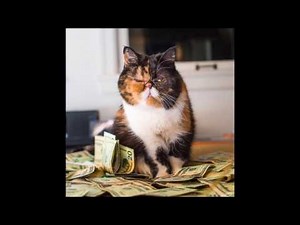 Bästa Roliga vackra och rika katter och katter