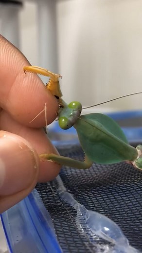 Kelvin Wiley🕷 on Instagram: "Feeding and watching mantises eat is just one of those things that will never get old to me. I typically use a pair of feeding tongs when feeding them, but there are times when I just feel like using my hands. While feeding an adult male Malaysian Shield Mantis (Rhombodera basalis), the mantis accidentally grabbed ahold of my index finger instead of the cricket. Mantises are equipped with sharp chewing mandibles that are used to rip apart their prey. These mandibles