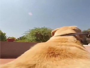 Dog Ride  (VIDEO)