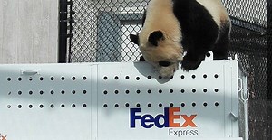 The giant pandas have officially arrived at the Calgary Zoo from Toronto (VIDEO) | News