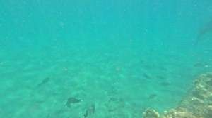 15K views · 1.1K reactions | Here's Tom in his "Diver Dan" attire...