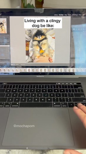 66K views · 3.2K reactions | I wouldn’t have it any other way 來 do you also have a clingy dog? #pomeranian #dog | Mocha Pom | Facebook