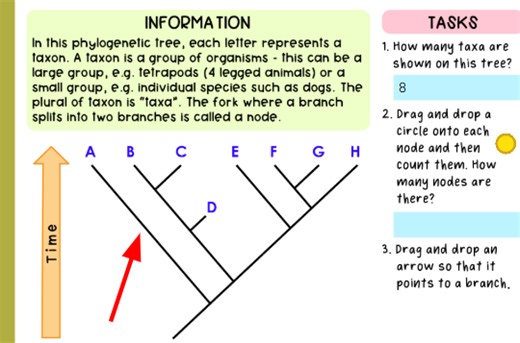 Here is information about a phylogenetic tree:  In this phyloge... | Filo