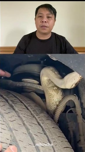 IN THE BEGINNING IT WAS A PYTHON BUT THE ENDING