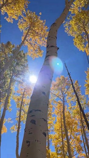 Presented by Subaru. Go leaf peeping with Nat Geo Photographer Jonathan Irish.