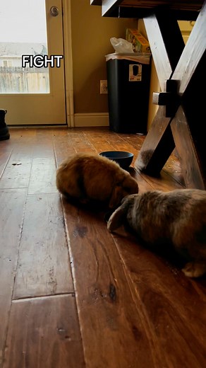 15K views · 301 reactions | Understanding Rabbit Stress Responses:...