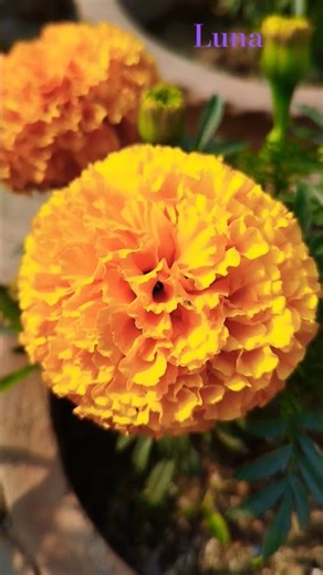 winter matlab flower festival #flowers #flower #winter