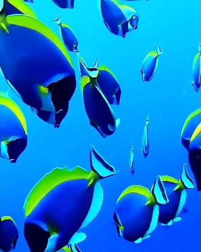 El pez cirujano azul o cirujano real (Paracanthurus hepatus)